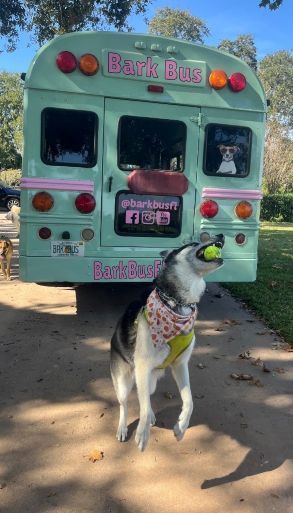 sarah costello bark bus image 3