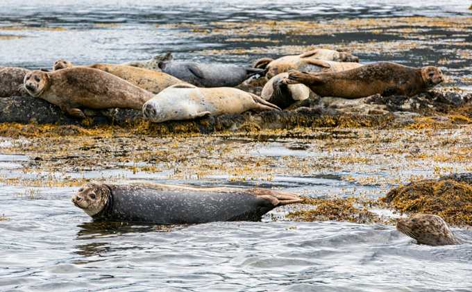 Seals Kenmare