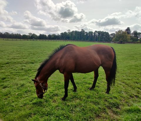 irish national stud